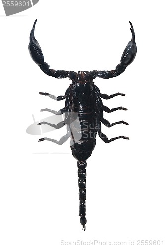 Image of Scorpion