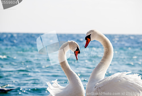 Image of Swan couple