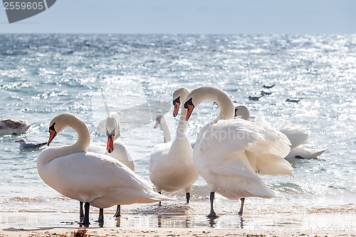 Image of Swan flock