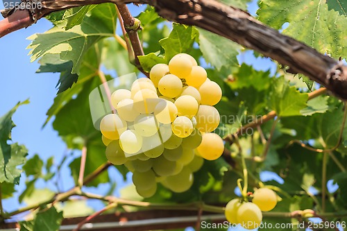 Image of Bunch of grapes