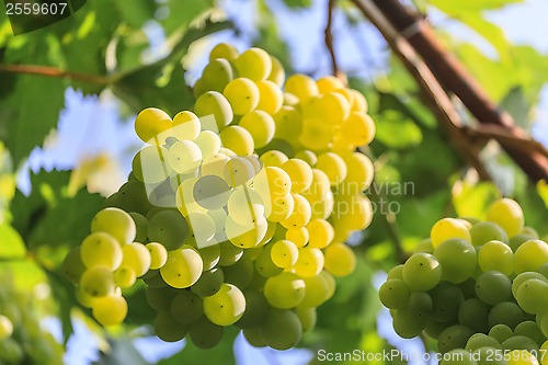 Image of Grapes