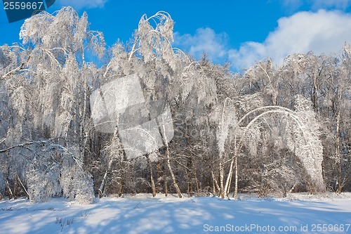 Image of Winter forest