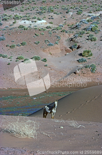 Image of Horse in desert