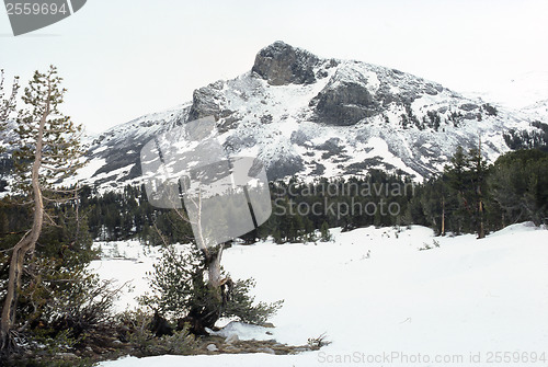 Image of Winter