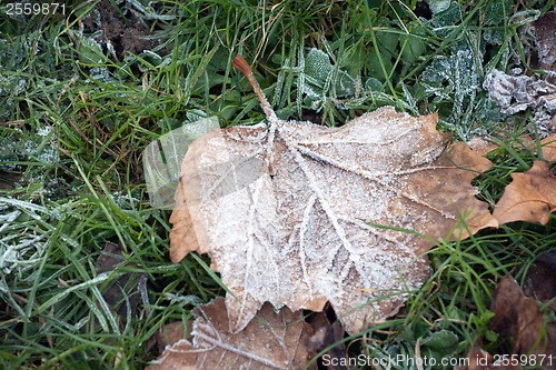 Image of the first frost