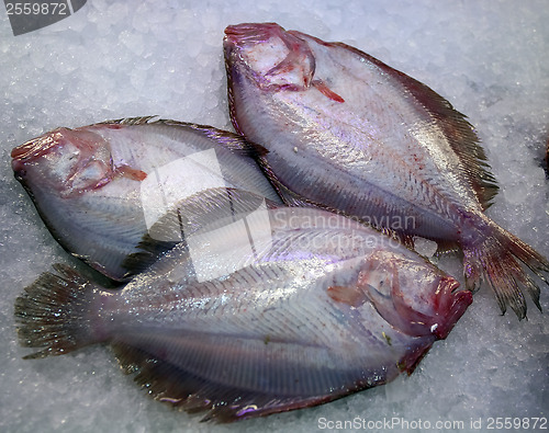 Image of fresh raw fish