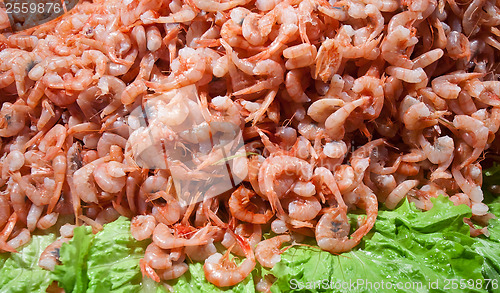 Image of shrimps