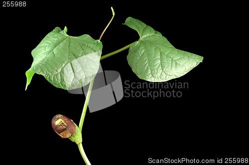 Image of Growing bean