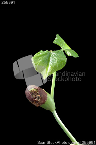 Image of Growing bean