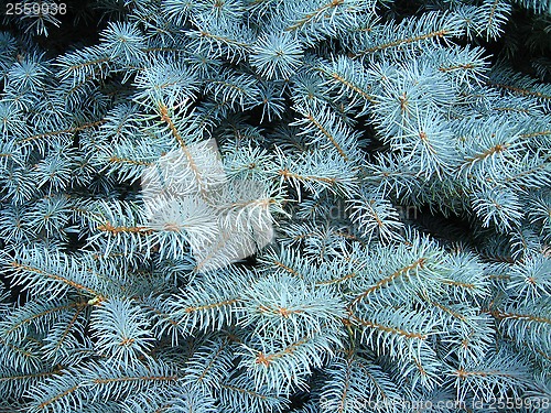 Image of light blue branches of young fur-tree