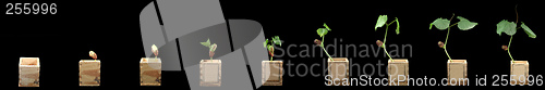 Image of Growing bean