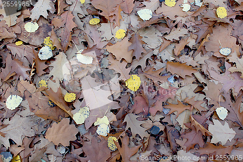 Image of Autumn park with leaves