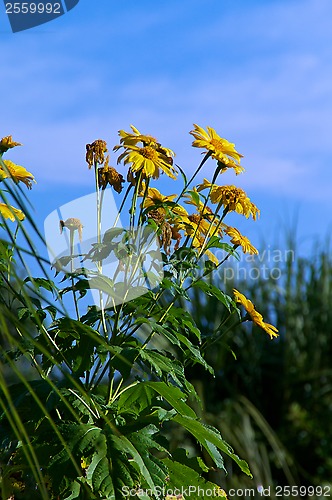 Image of cluster of sunflowers