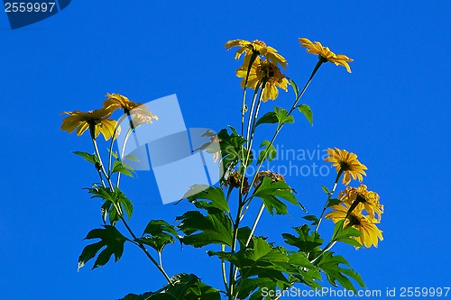 Image of sunflowers against sky