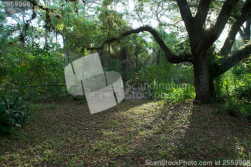 Image of sunrise though large oak