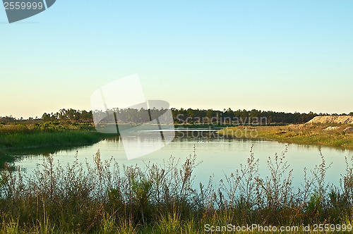 Image of swampland pond in rural florida