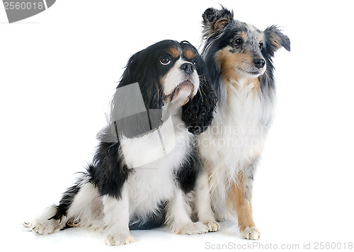 Image of shetland dog and cavalier king charles