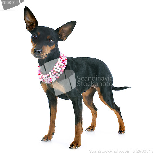 Image of miniature pinscher