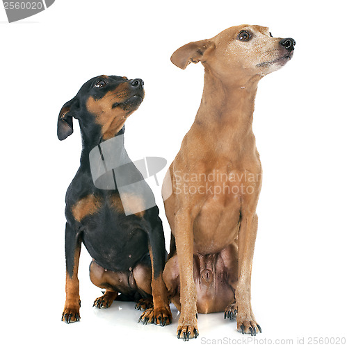 Image of miniature pinschers
