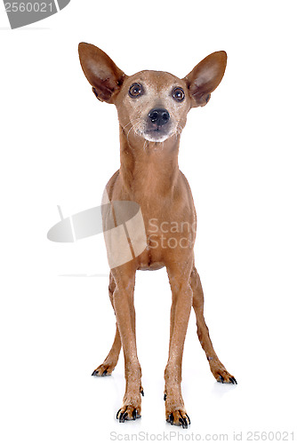 Image of miniature pinscher