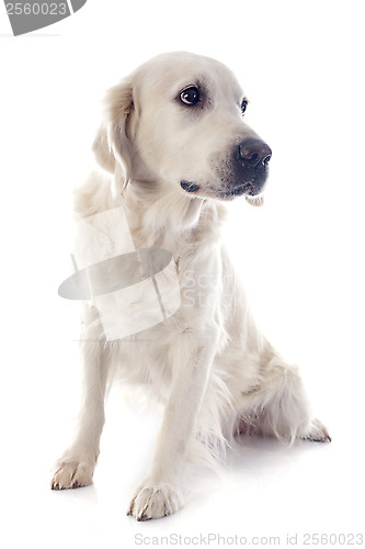 Image of golden retriever