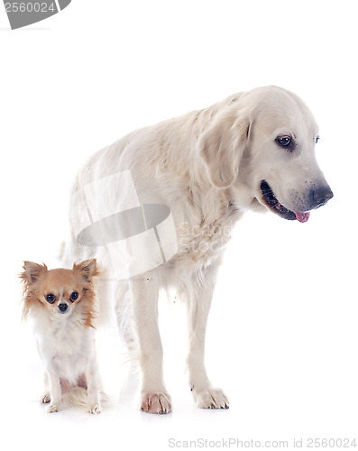 Image of golden retriever and chihuahua