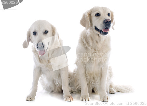 Image of golden retrievers