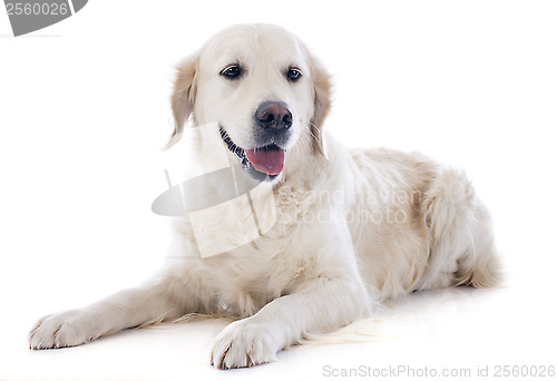 Image of golden retriever