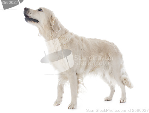 Image of golden retriever