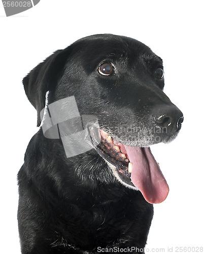 Image of old labrador retriever