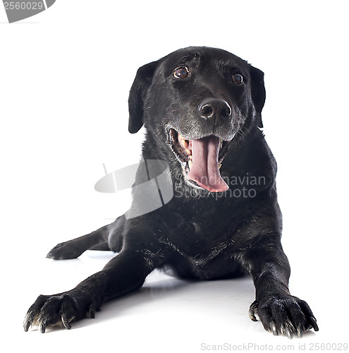 Image of old labrador retriever