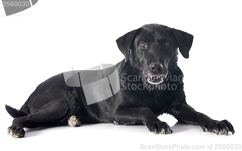 Image of old labrador retriever