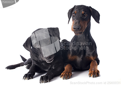 Image of labrador retriever and dobermann