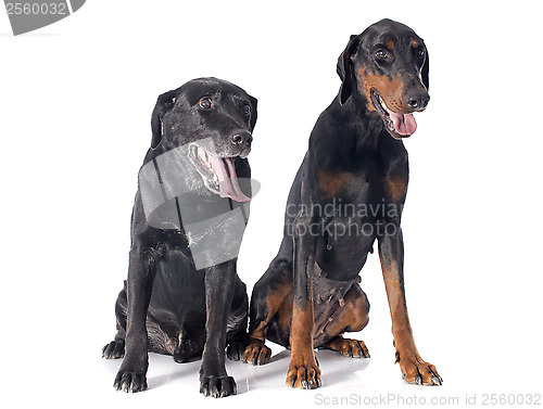 Image of labrador retriever and dobermann