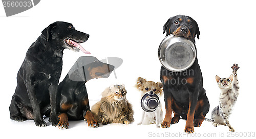 Image of hungry pets
