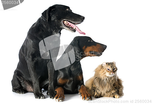Image of labrador retriever, cat and dobermann