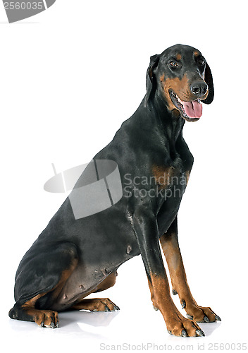 Image of doberman pinscher