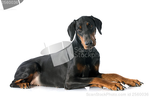 Image of doberman pinscher