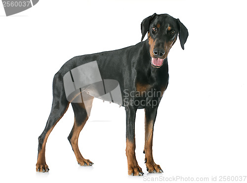 Image of doberman pinscher