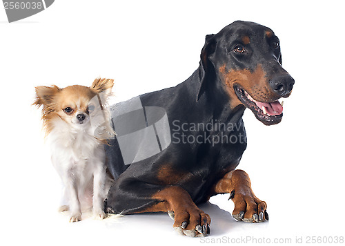 Image of doberman and chihuahua