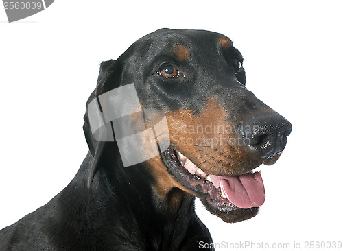 Image of doberman pinscher