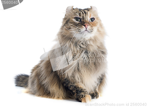 Image of american curl cat