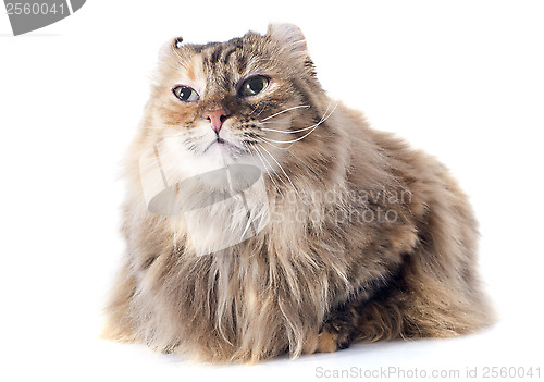 Image of american curl cat