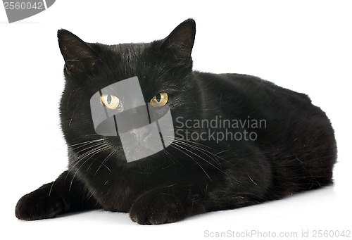 Image of black cat