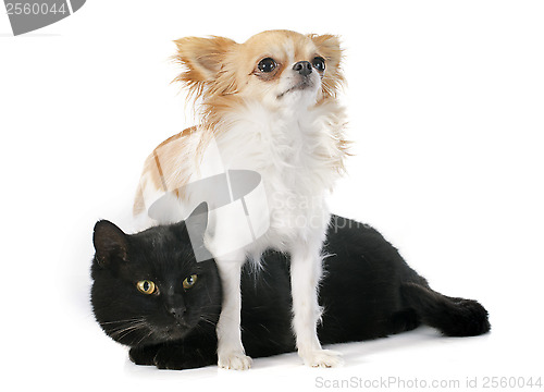 Image of black cat and chihuahua