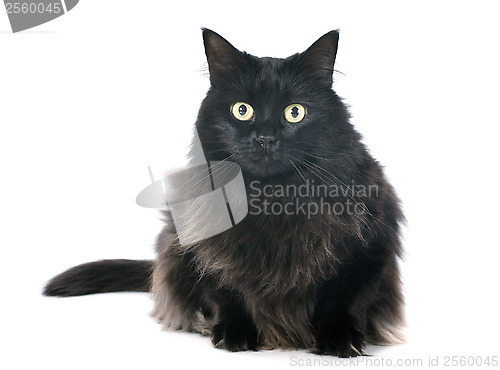 Image of black cat