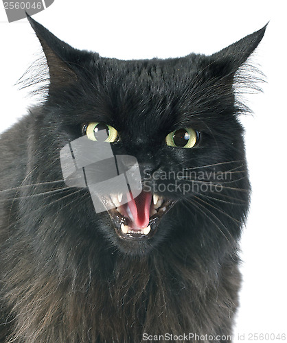 Image of furious cat