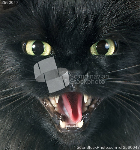 Image of furious cat