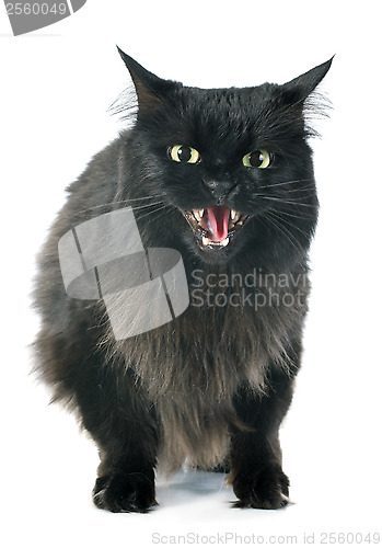 Image of furious cat