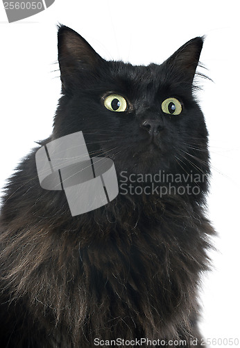 Image of black cat